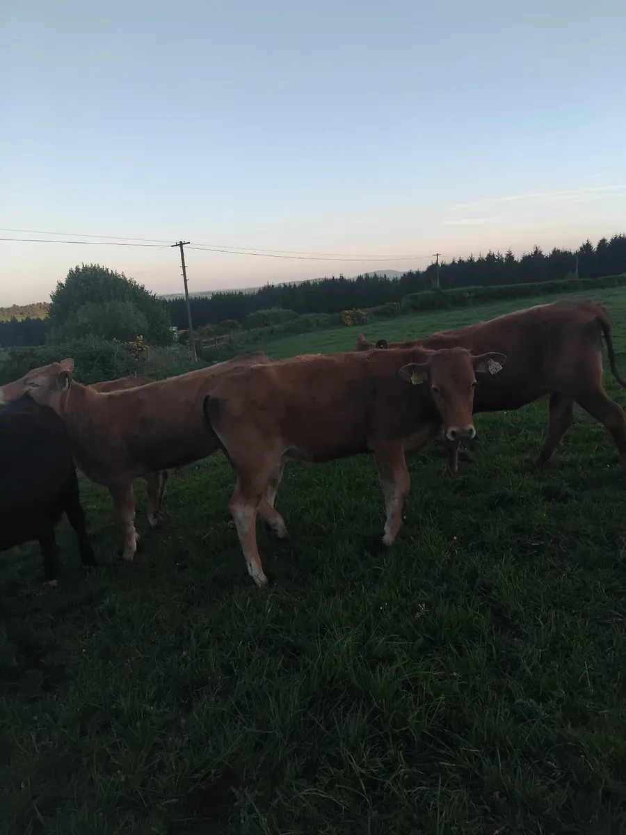 285kg suckler bred heifers - Image 1