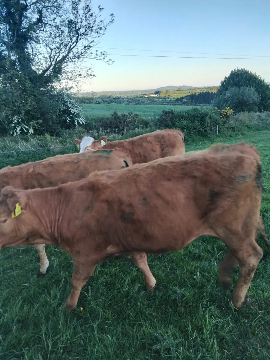 285kg suckler bred heifers - Image 3