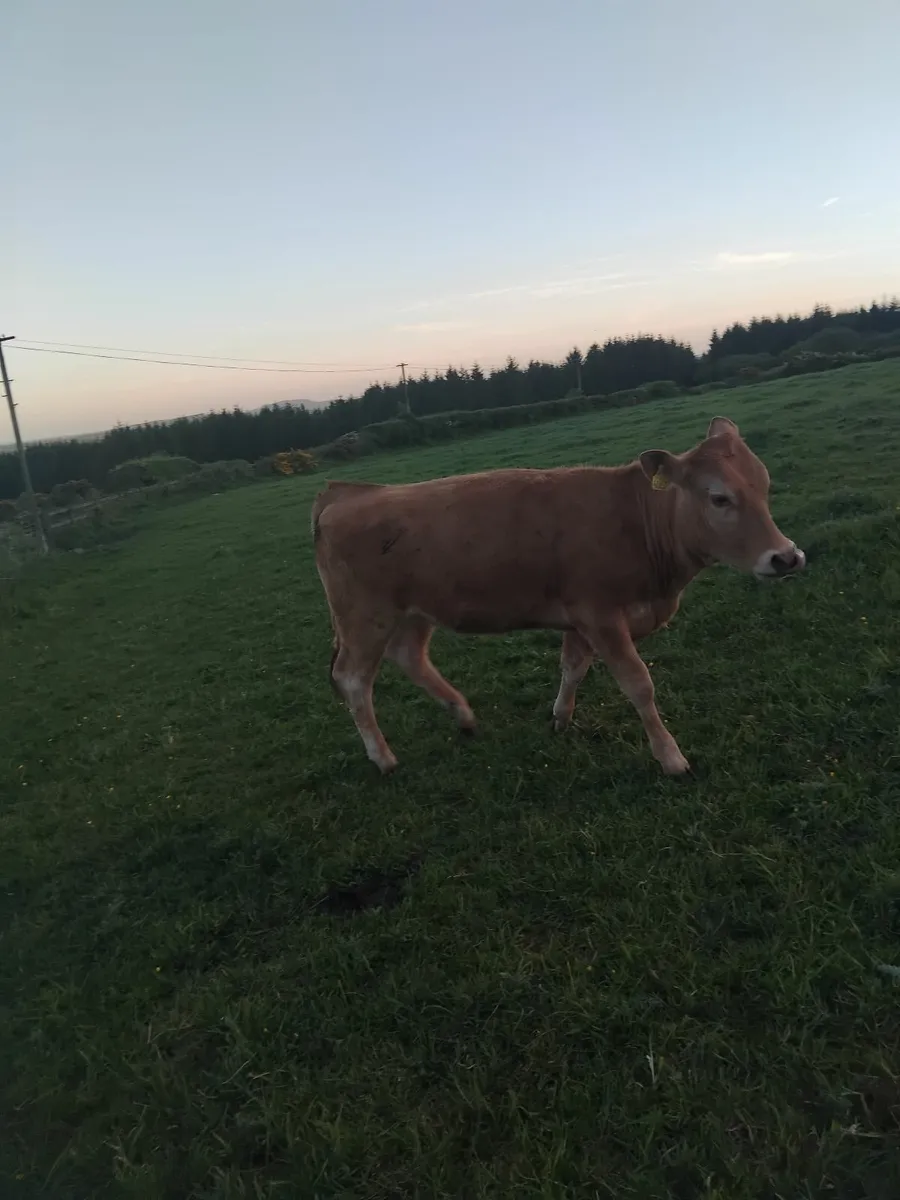 285kg suckler bred heifers - Image 4