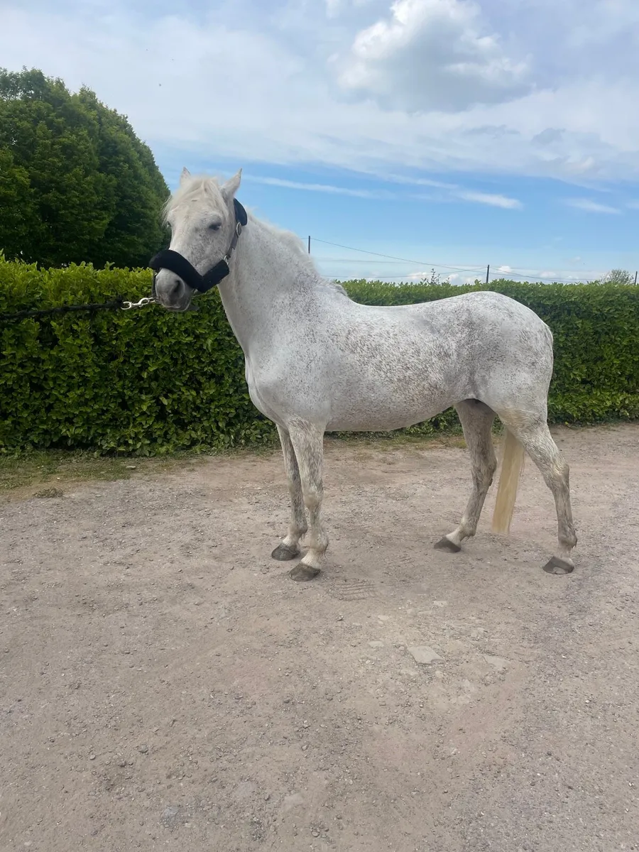 Connamara Mare - Image 1