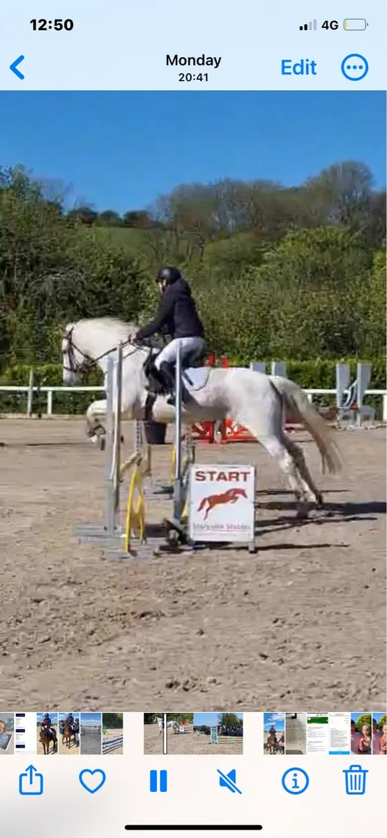 Connamara Mare - Image 3
