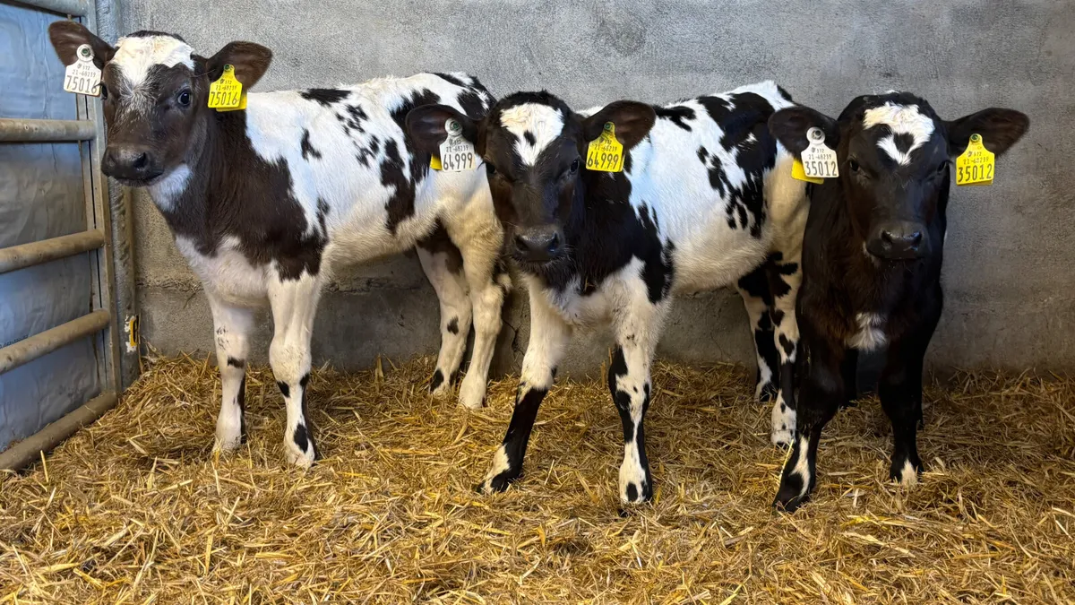 3 Quality Belgain Blue Heifer Calves - Image 3