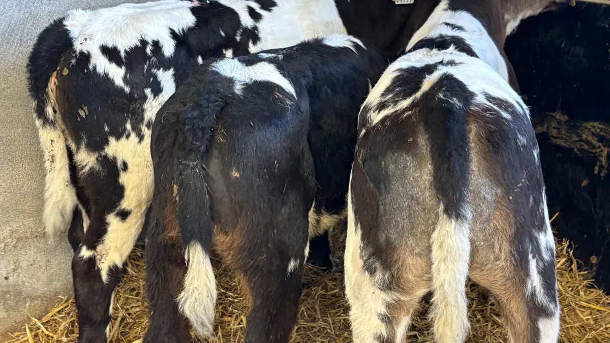 3 Quality Belgain Blue Heifer Calves - Image 4