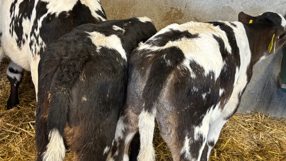 3 Quality Belgain Blue Heifer Calves - Image 2