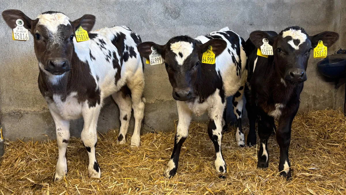 3 Quality Belgain Blue Heifer Calves - Image 1