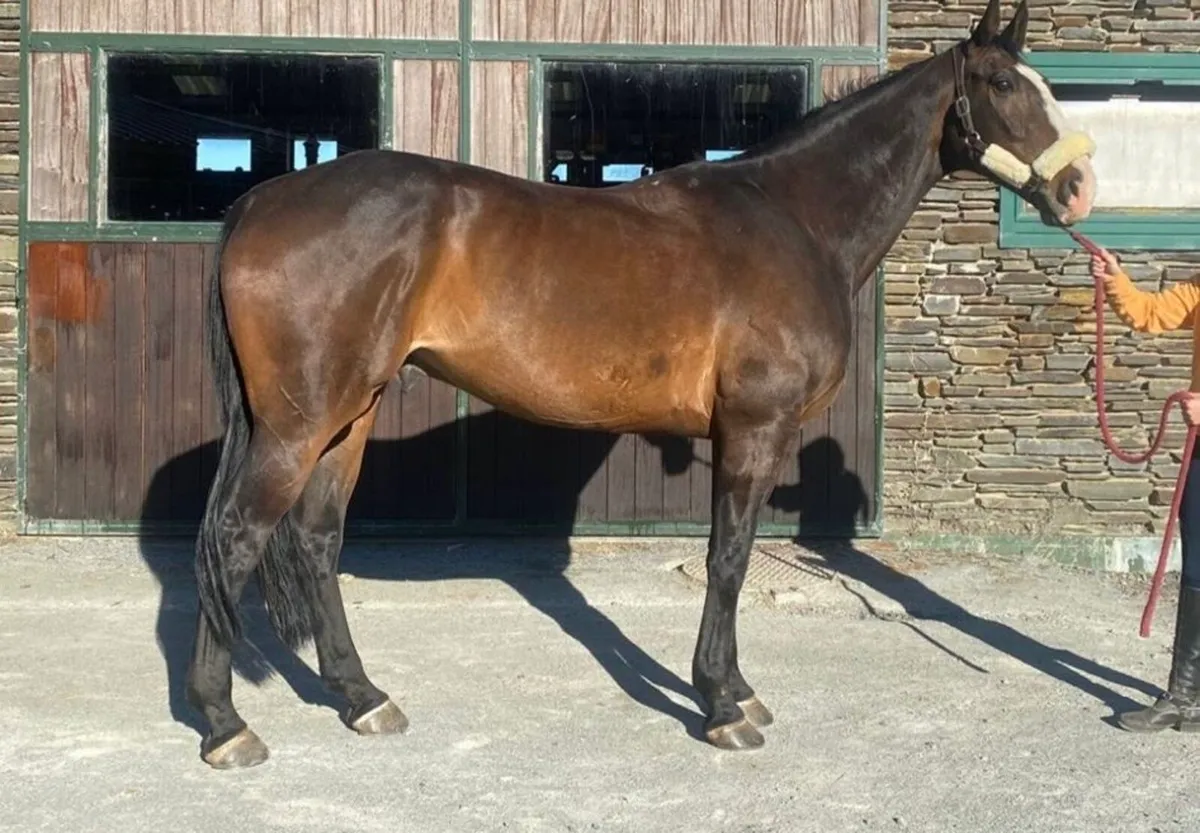 Horse - Image 1