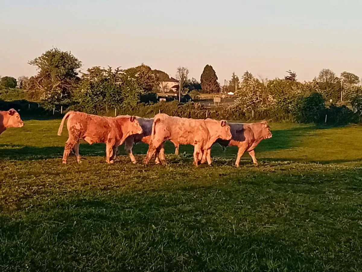 8 Smashing Charlaois Bullocks - Image 2