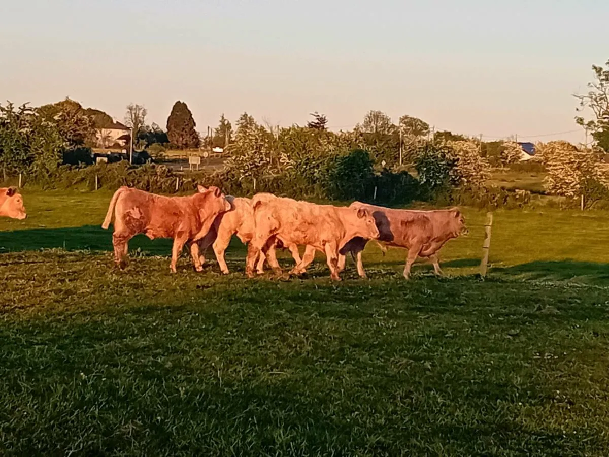 8 Smashing Charlaois Bullocks - Image 3