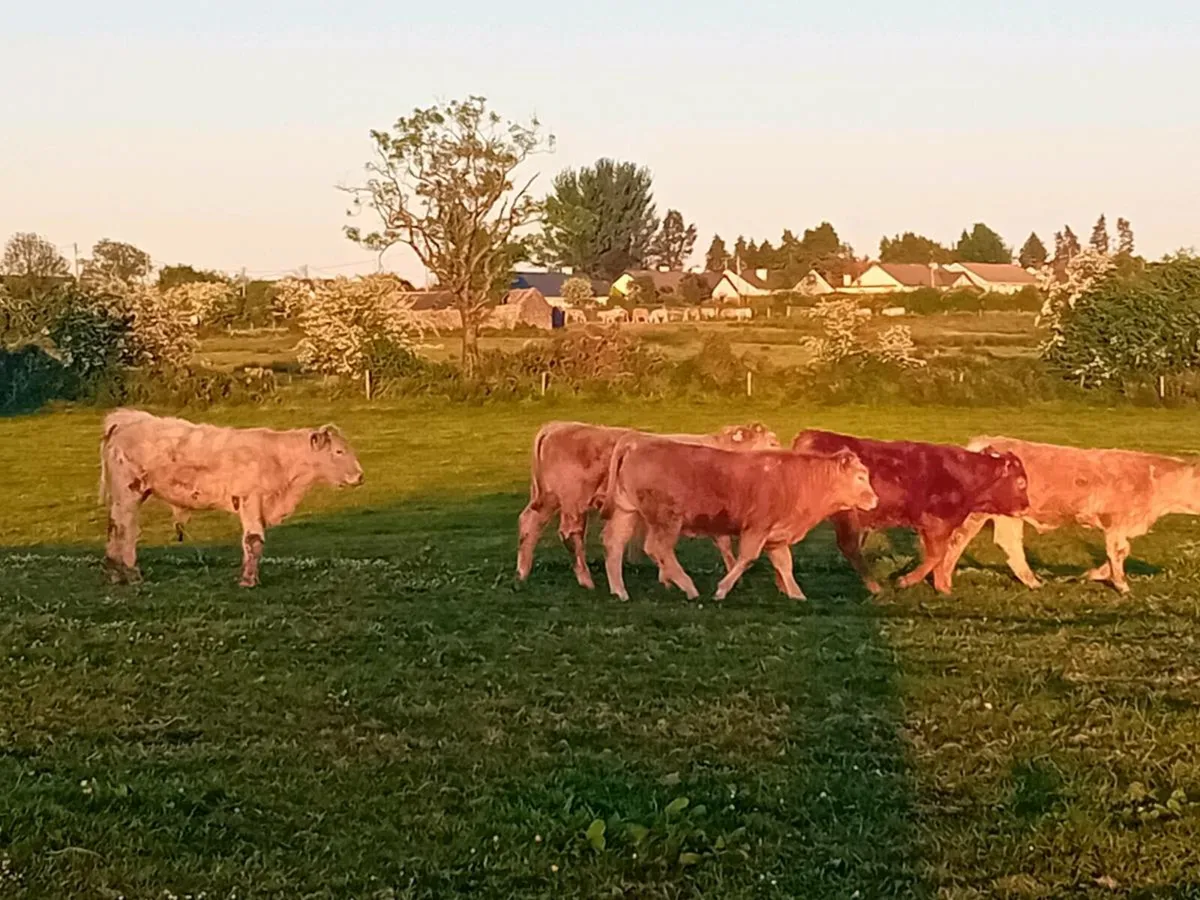 8 Smashing Charlaois Bullocks - Image 4