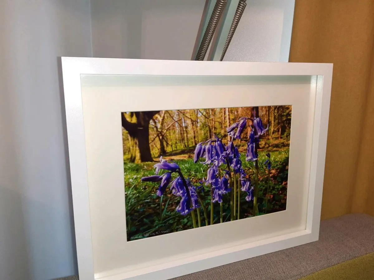 Ballyannan Woods, Midleton - Image 2