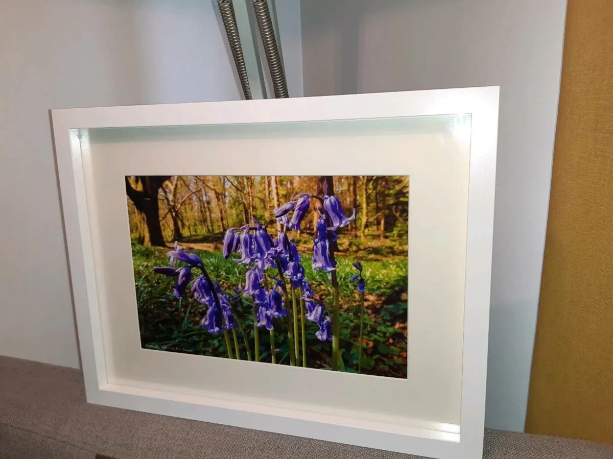 Ballyannan Woods, Midleton - Image 3