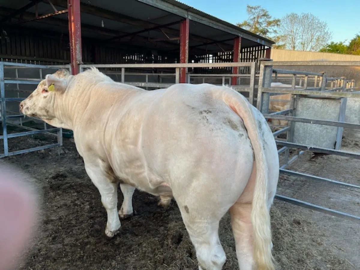 Charolais Bull - Image 1