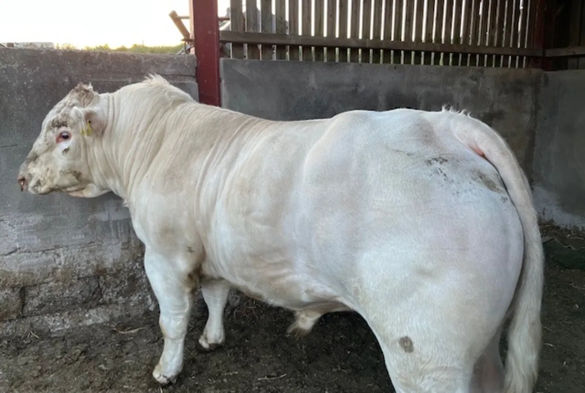 Charolais Bull - Image 2