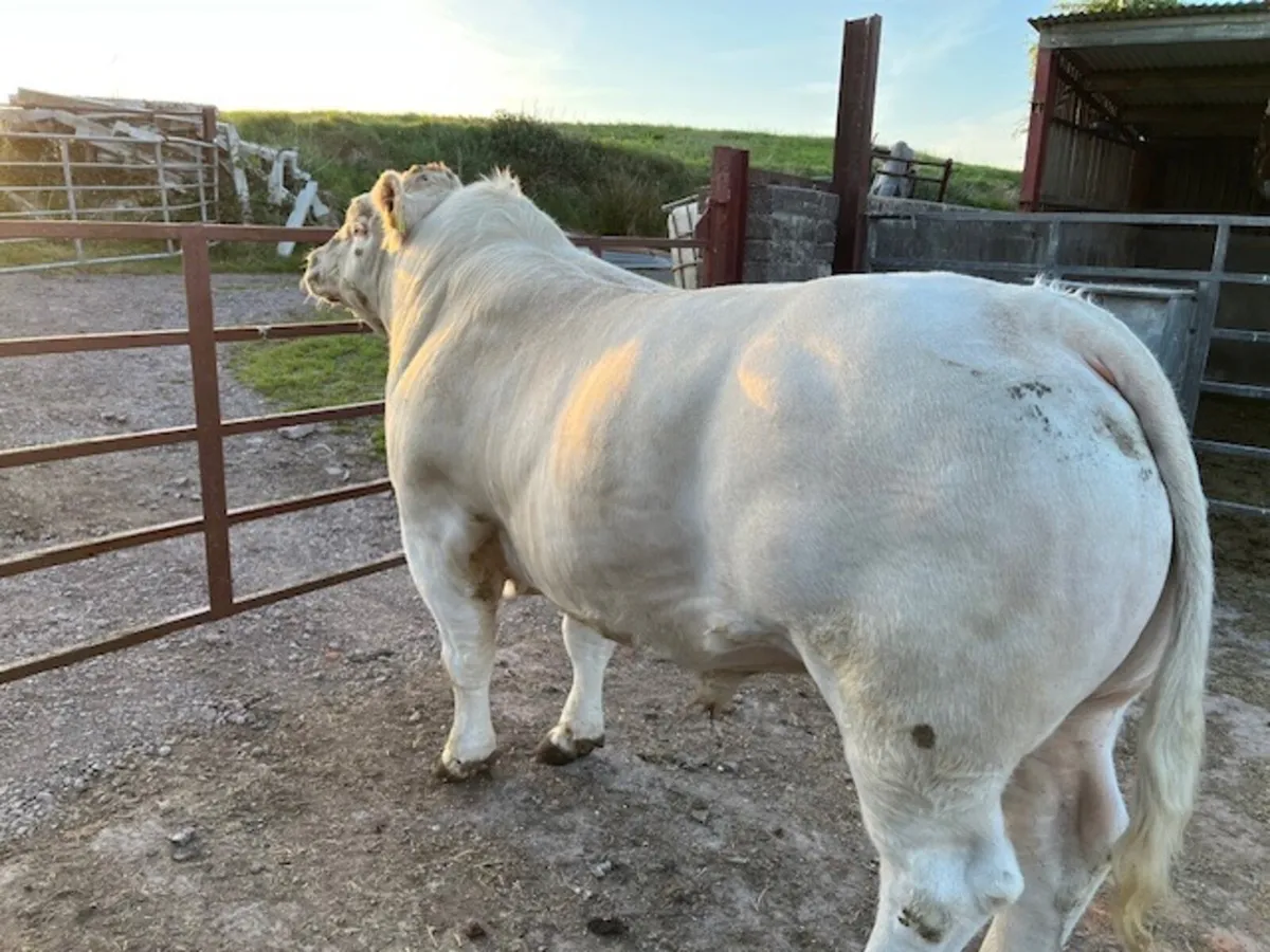 Charolais Bull - Image 3