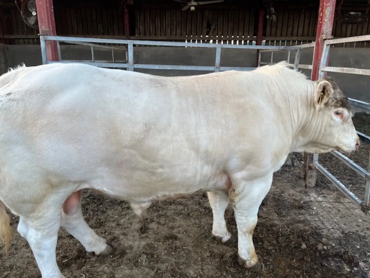 Charolais Bull - Image 4