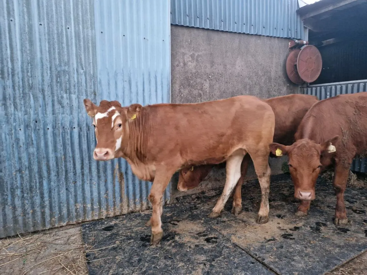 3 Heifers - Image 1