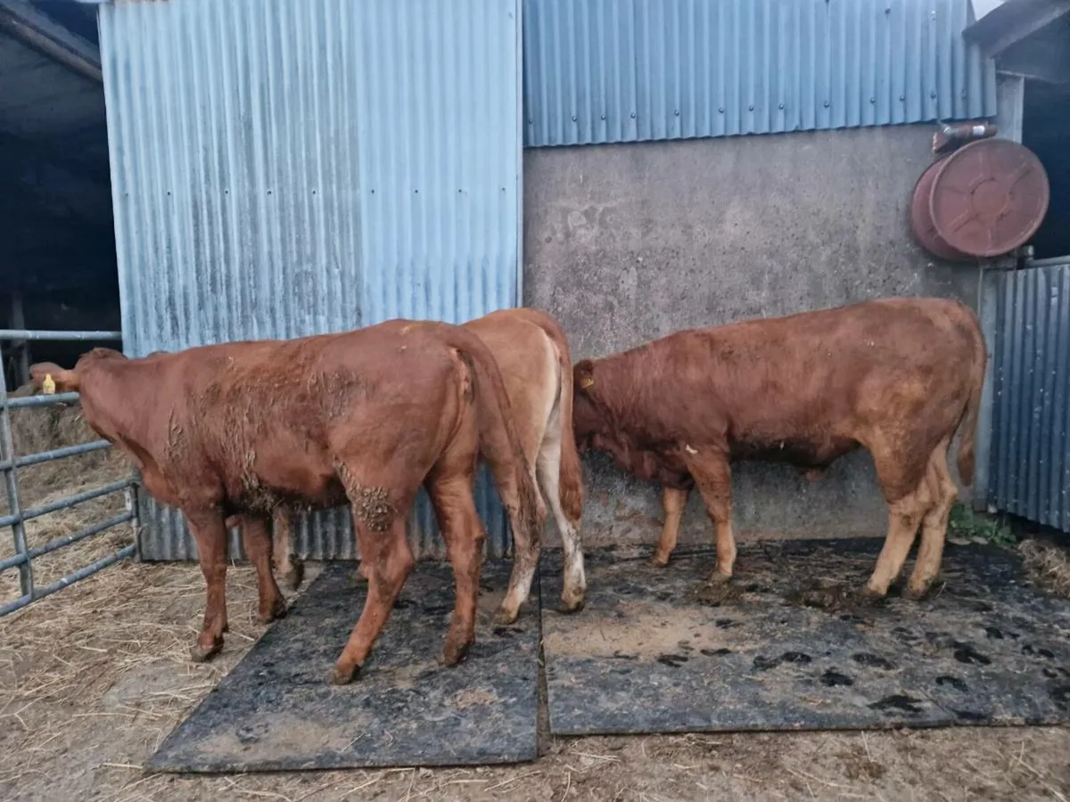 3 Heifers - Image 2