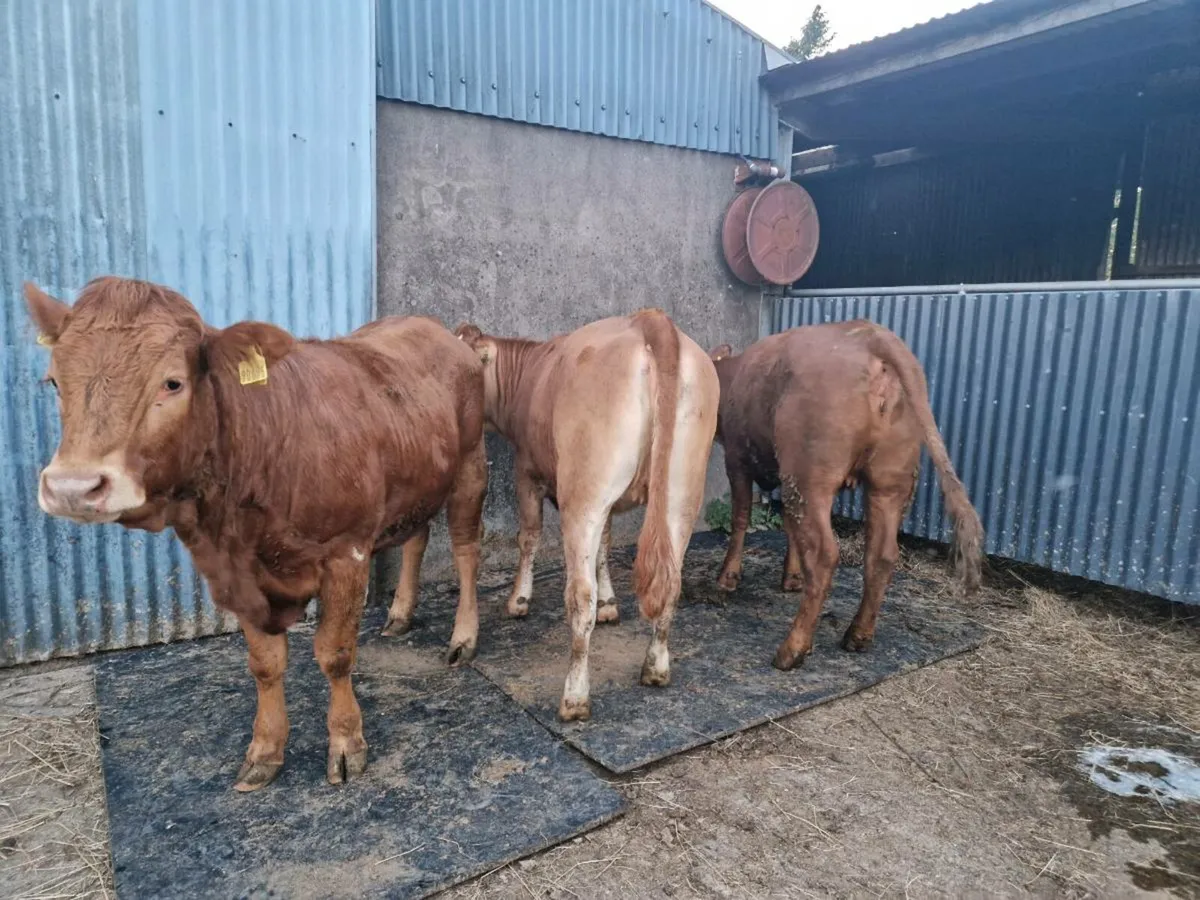 3 Heifers - Image 4