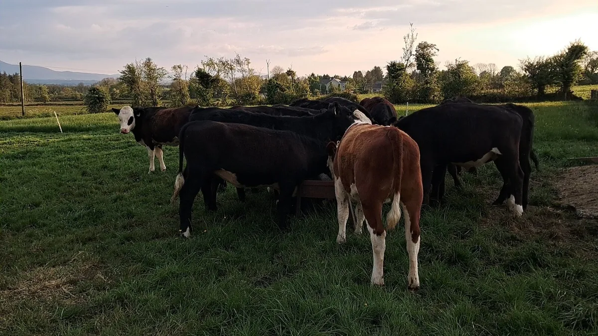 10 weanling heifers - Image 1