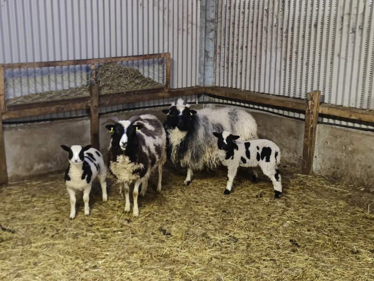 Jacob x Spotted Dutch Sheep For Sale - Image 2