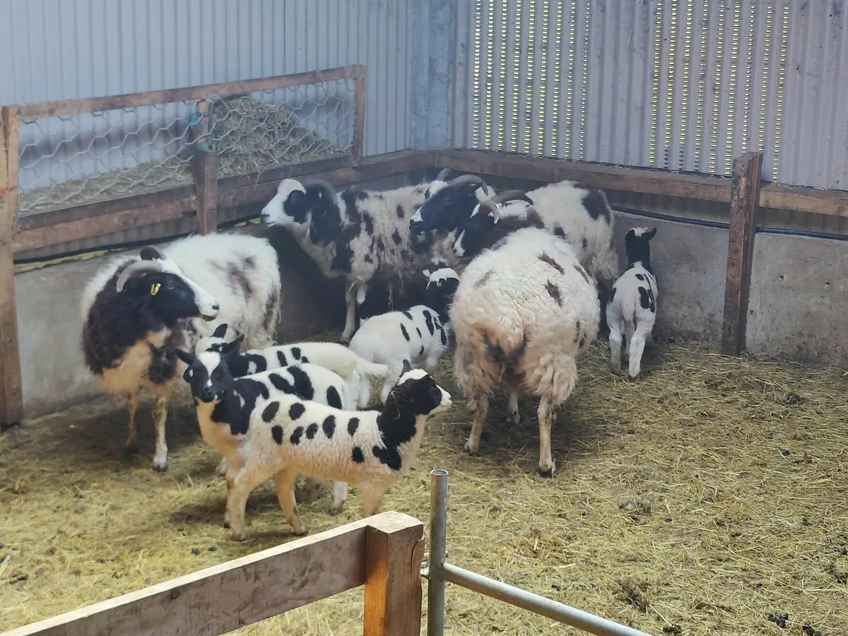 Jacob x Spotted Dutch Sheep For Sale - Image 1