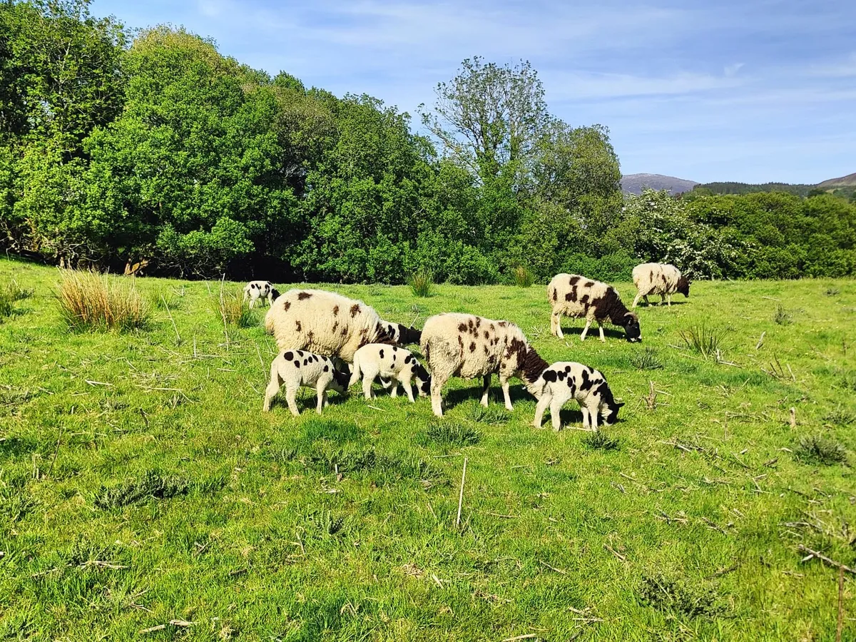 Jacob x Spotted Dutch Sheep For Sale - Image 3