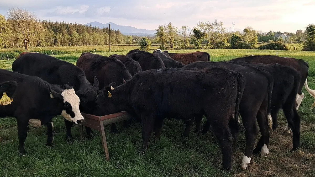 10 weanling heifers - Image 2