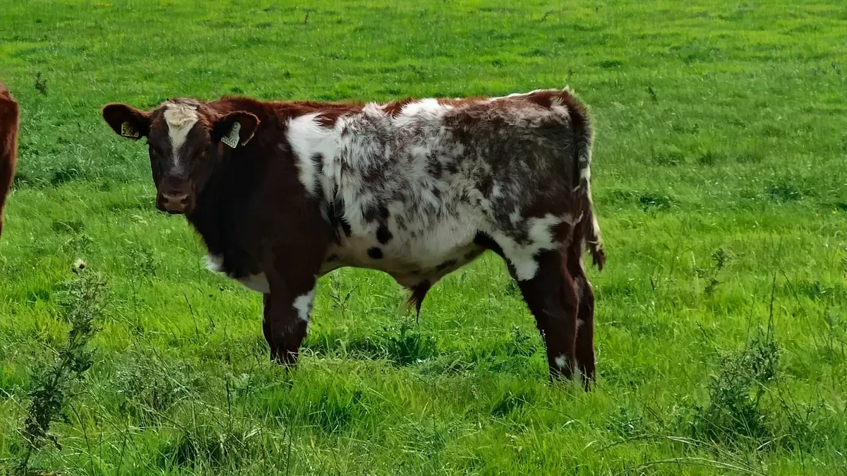 Pedigree Shorthorn Bull - Image 3