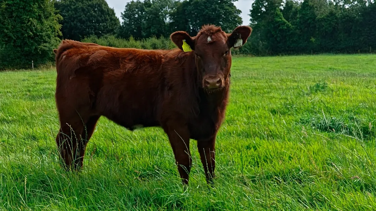 Pedigree Shorthorn Bull - Image 4