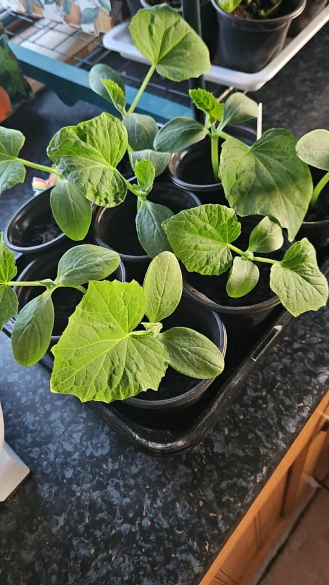 Cucumber - Image 1