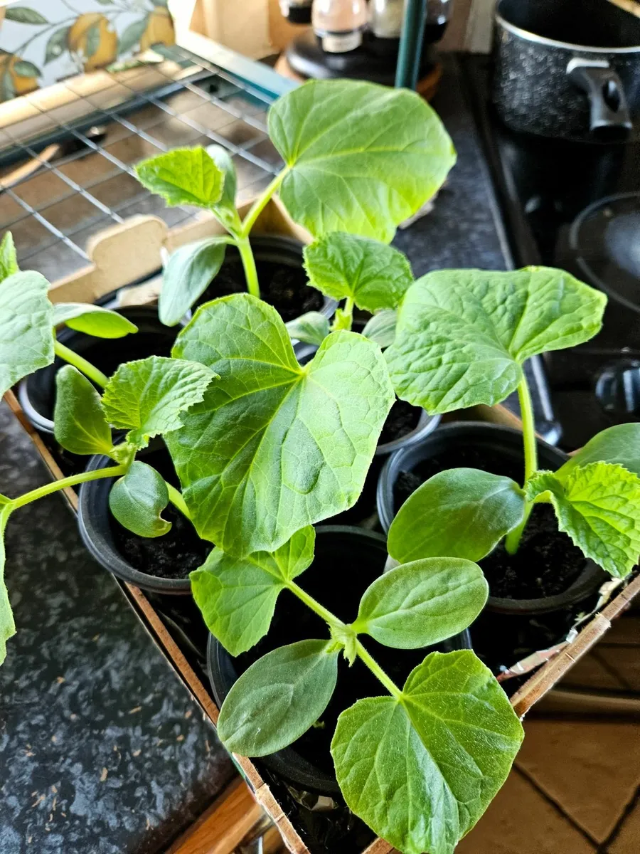Cucumber - Image 2