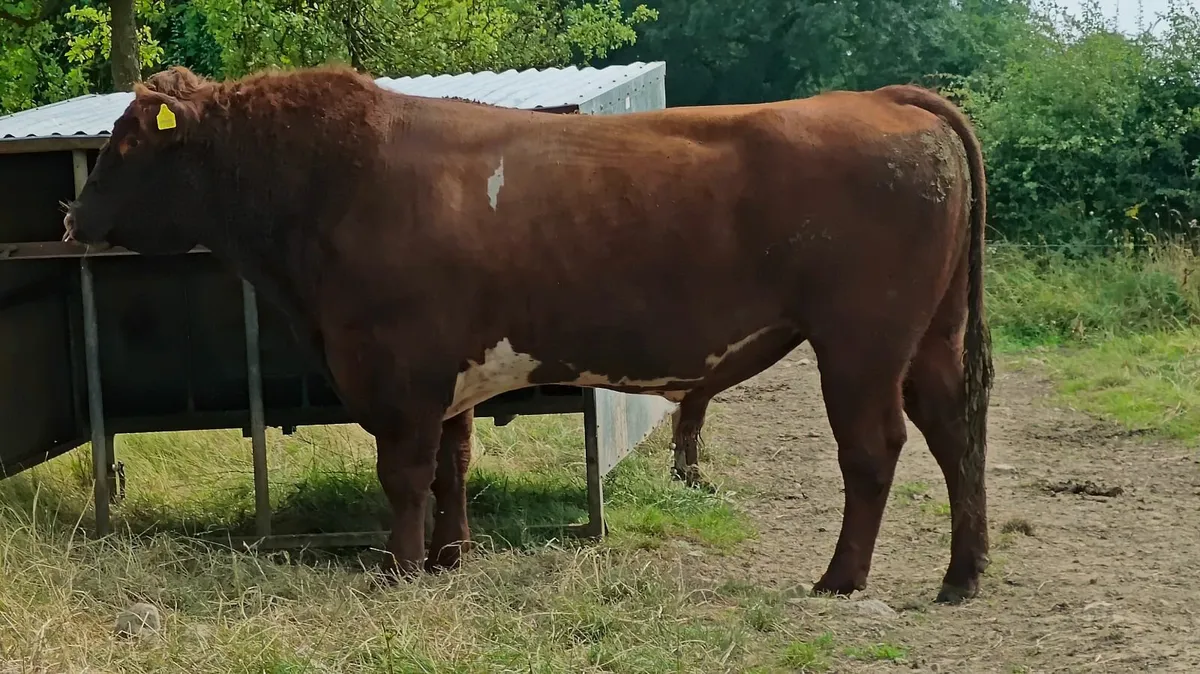 Pedigree Shorthorn Bull - Image 1