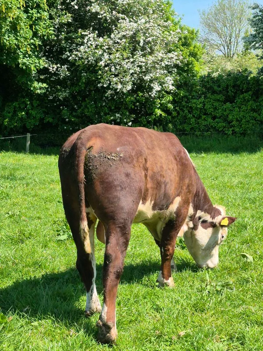 Hereford Bull - Image 1