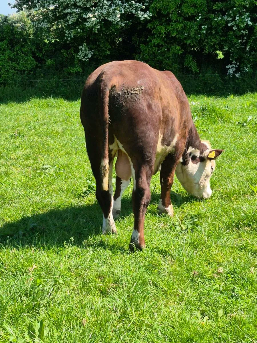 Hereford Bull - Image 2