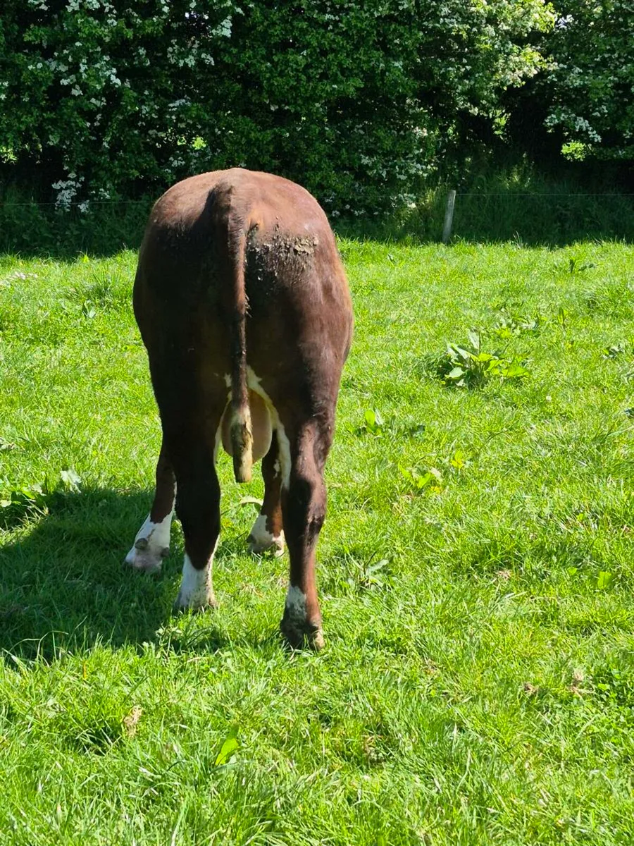 Hereford Bull - Image 3