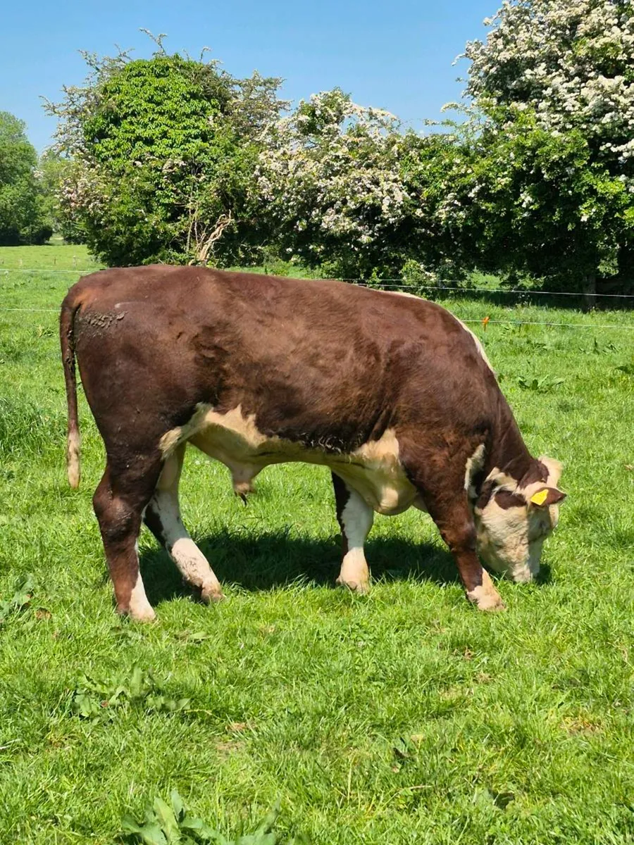 Hereford Bull - Image 4
