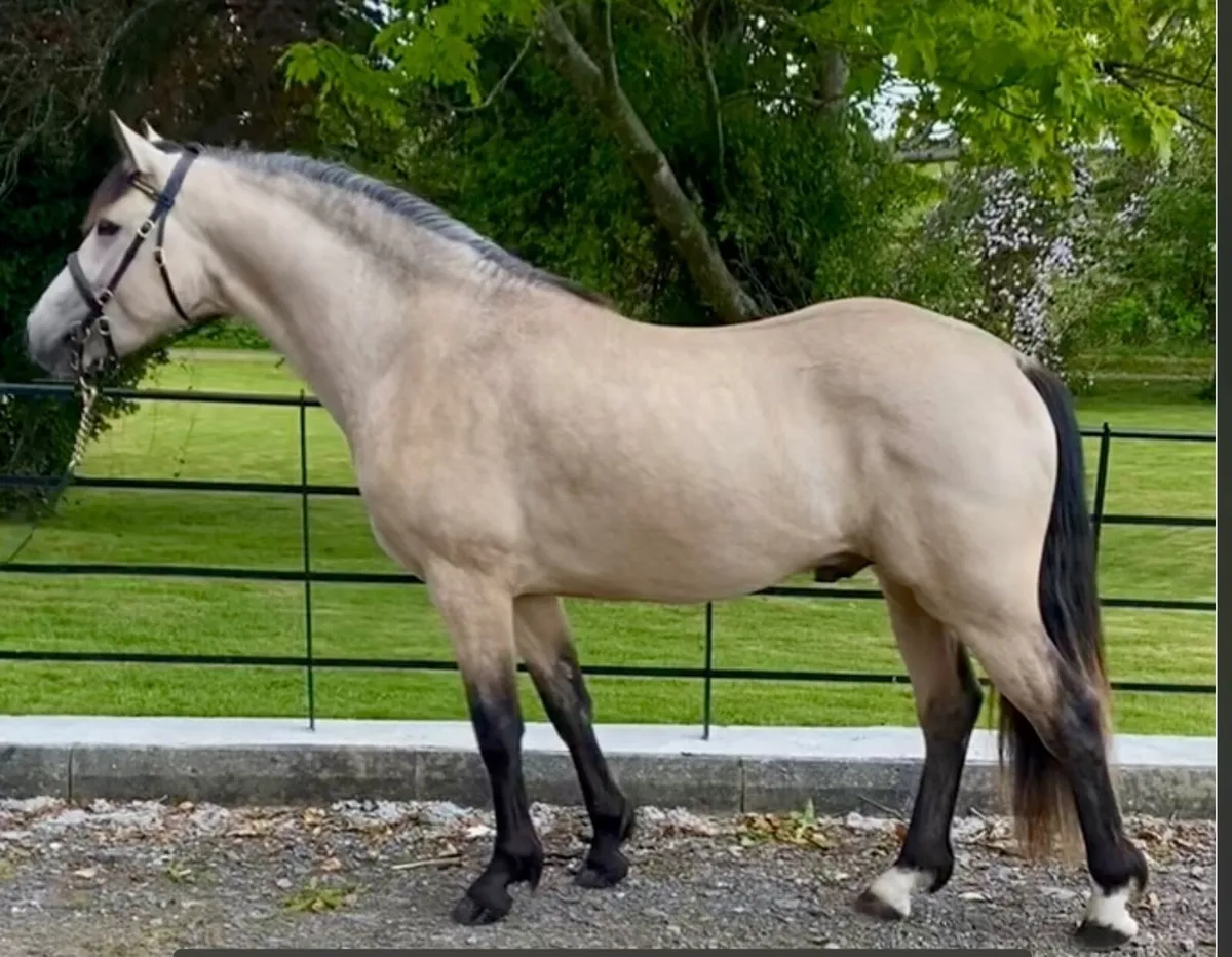 Quality Three Year Old Colt - Image 3