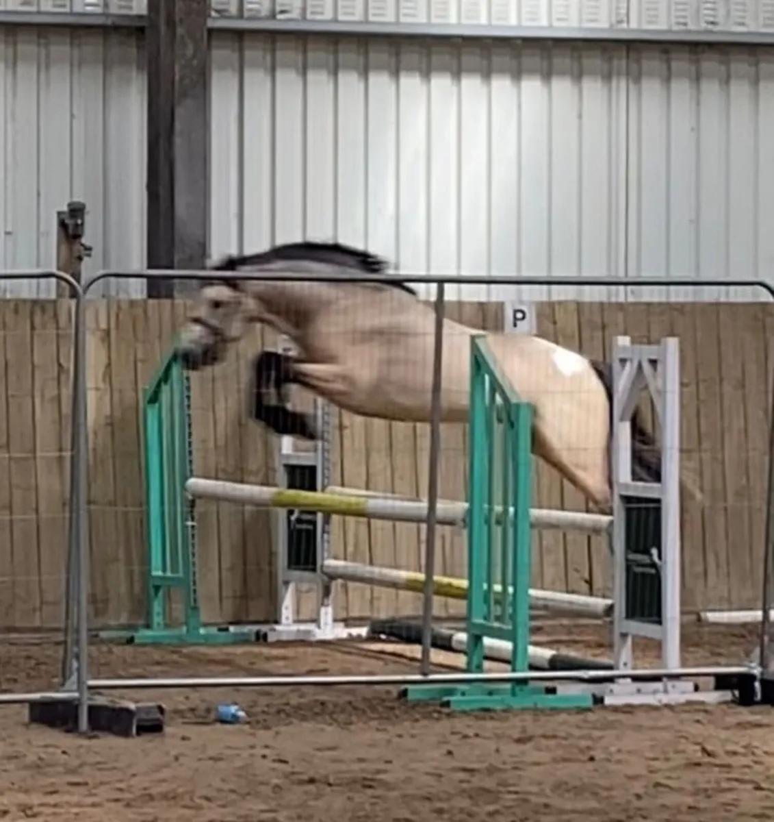 Quality Three Year Old Colt - Image 4
