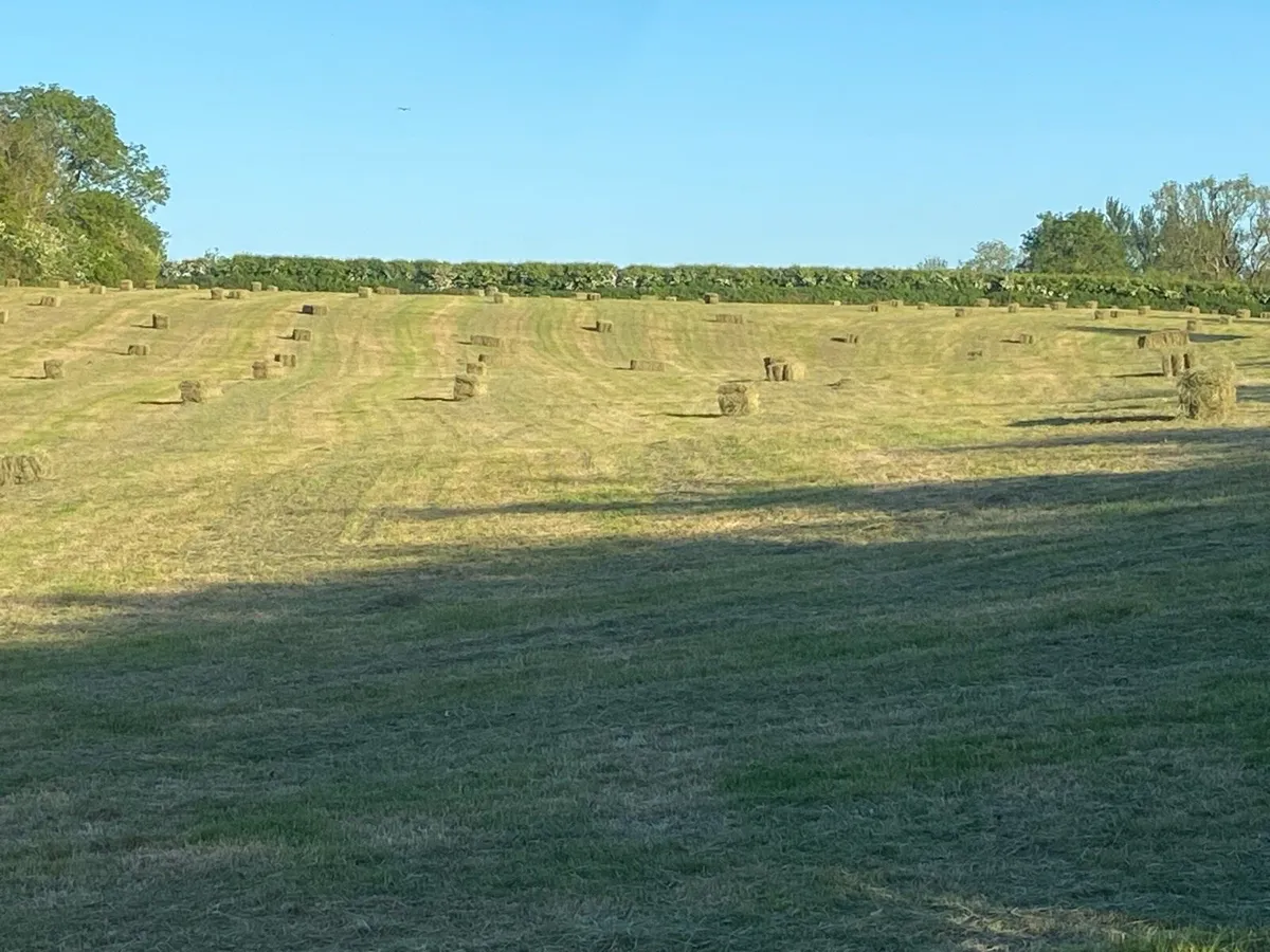 Hay in may🤗 - Image 1