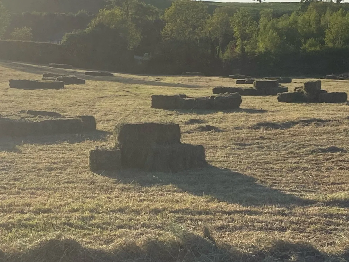 Hay in may🤗 - Image 2