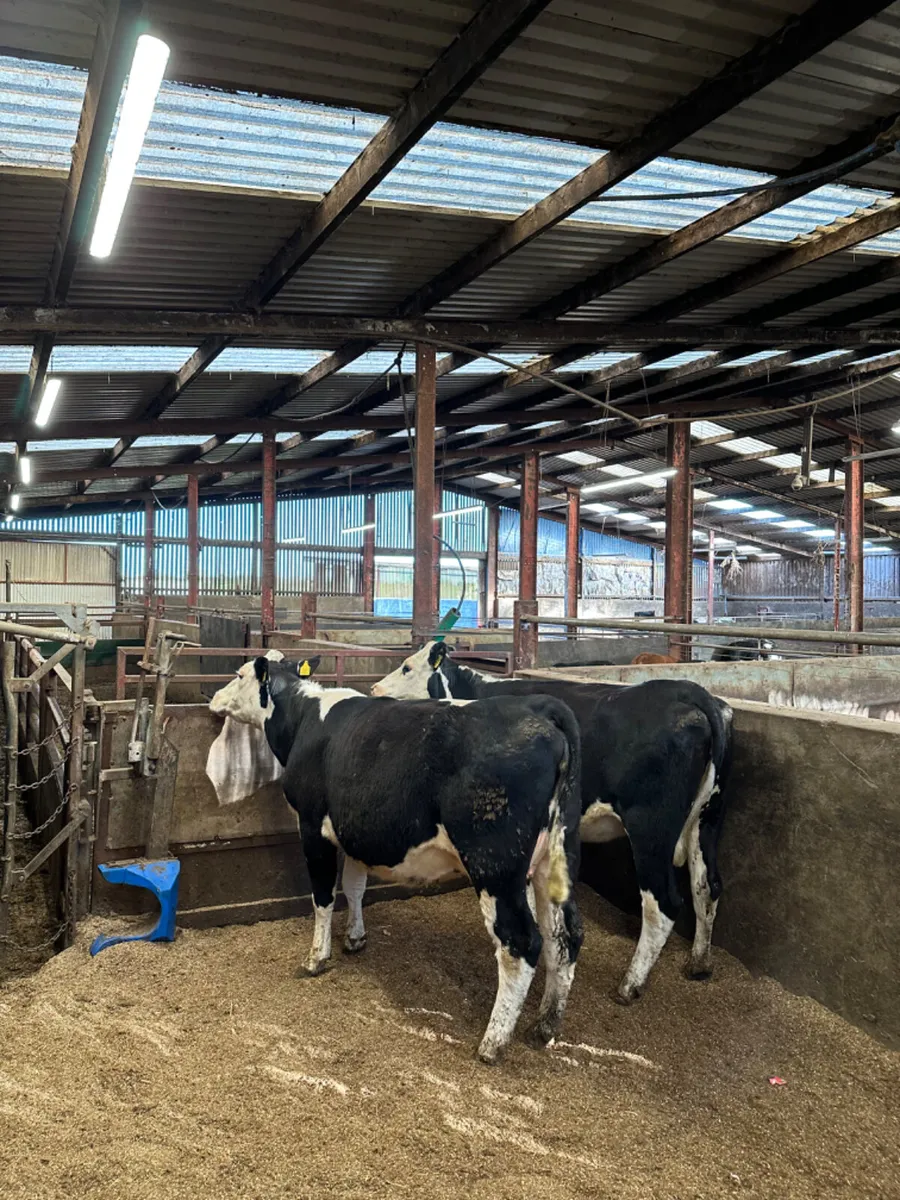 Hereford springers - Image 3