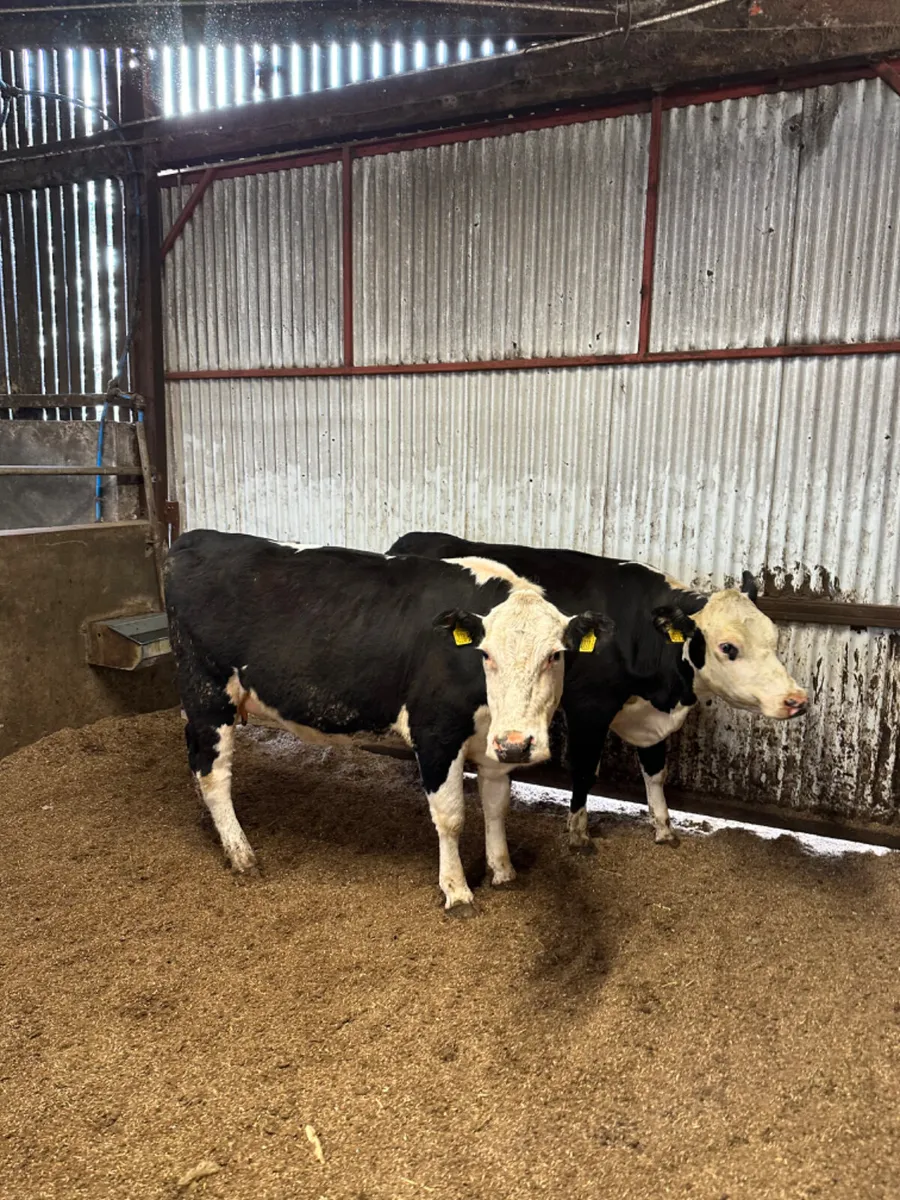 Hereford springers - Image 2