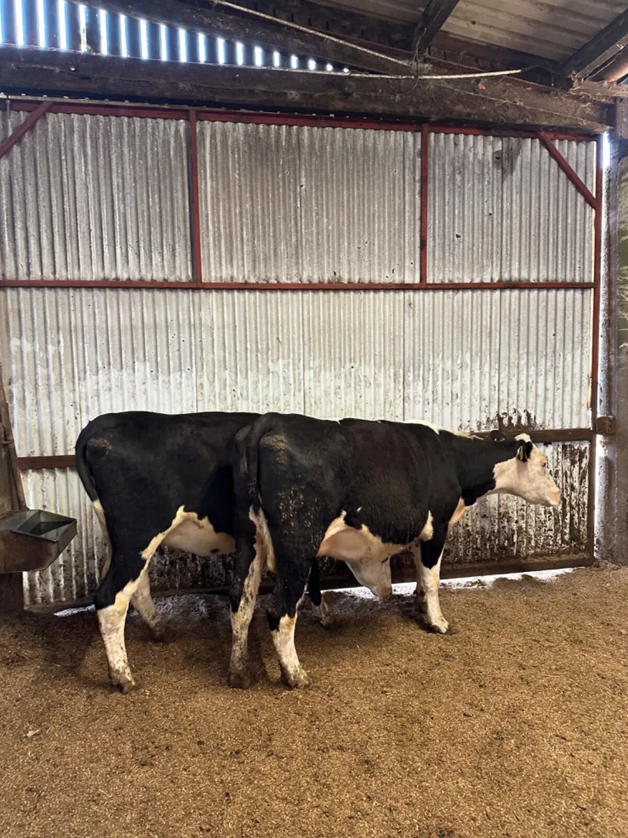 Hereford springers - Image 1