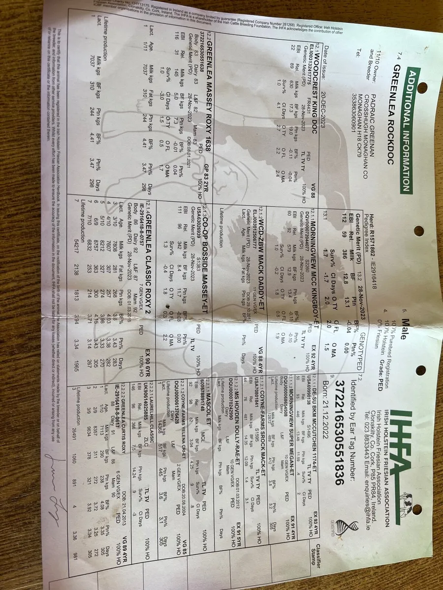 OranBay Holsteins Deep Pedigree Bulls  For Sale - Image 3