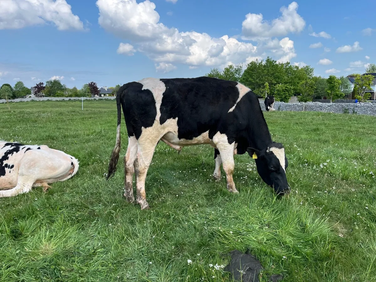 OranBay Holsteins Deep Pedigree Bulls  For Sale - Image 4
