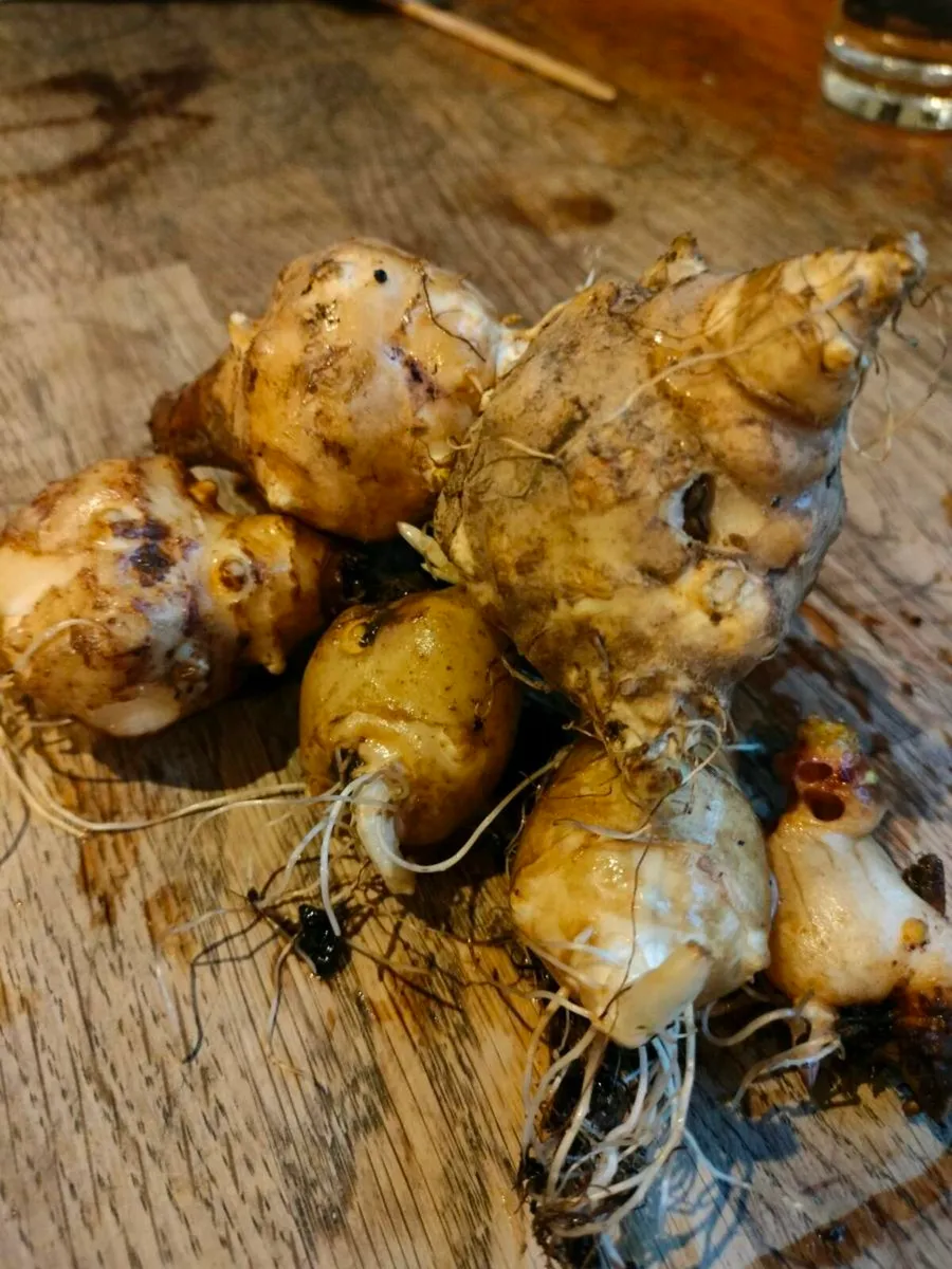 Jerusalem Artichokes tubers ready for planting.
Tu - Image 2