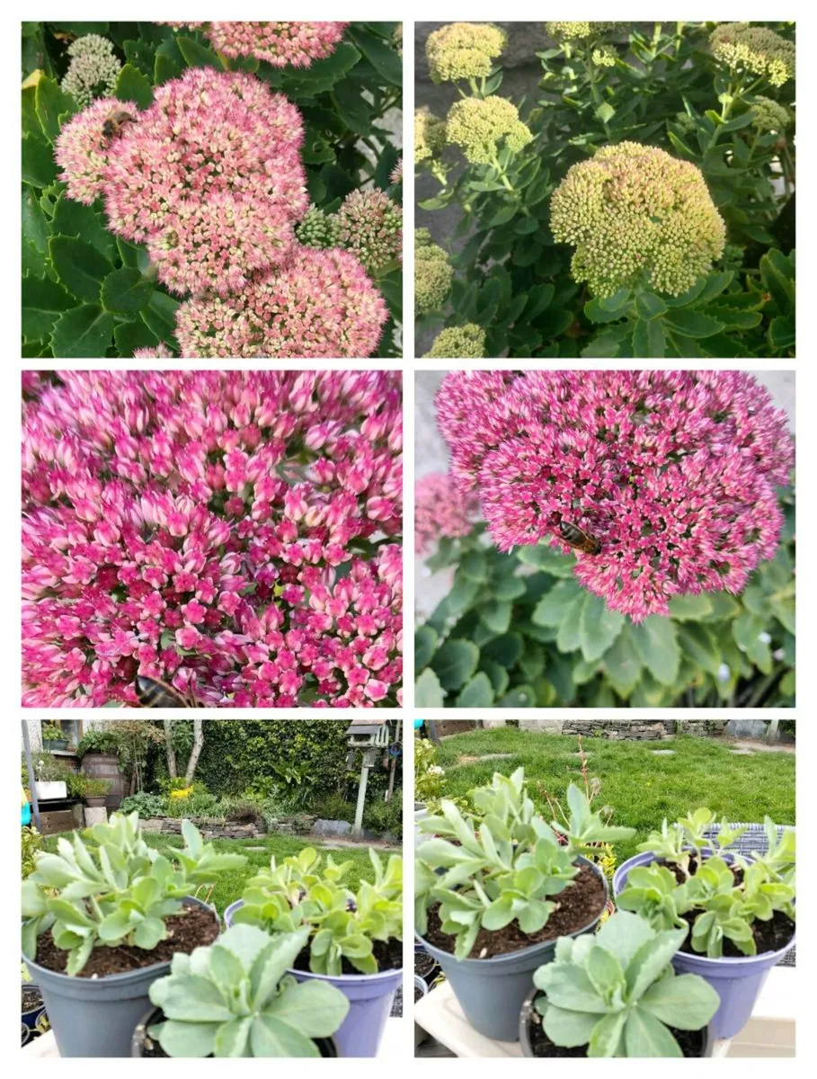 Perennial plants don’t get much easier than sedum, - Image 2