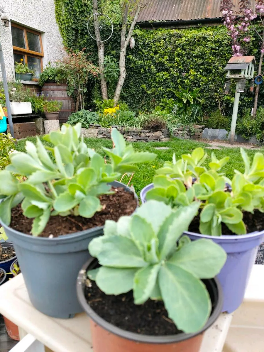 Perennial plants don’t get much easier than sedum, - Image 1