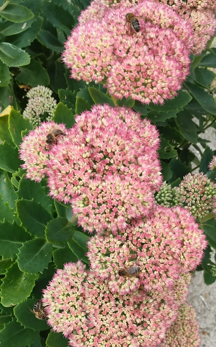 Perennial plants don’t get much easier than sedum, - Image 3