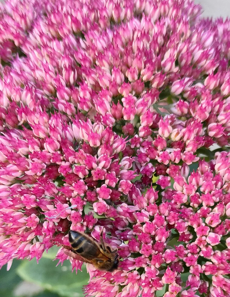 Perennial plants don’t get much easier than sedum, - Image 4